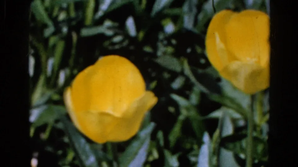 Yellow tulips in a leafy garden, shown in soft color 8mm footage identified by metadata as 1961 Wauconda, Illinois.