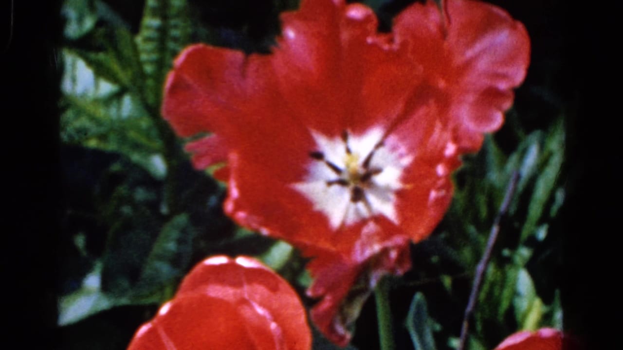 Close-up of a red tulip with white center and dark stamens, filmed in Wauconda, Illinois, according to 1961 clip metadata.