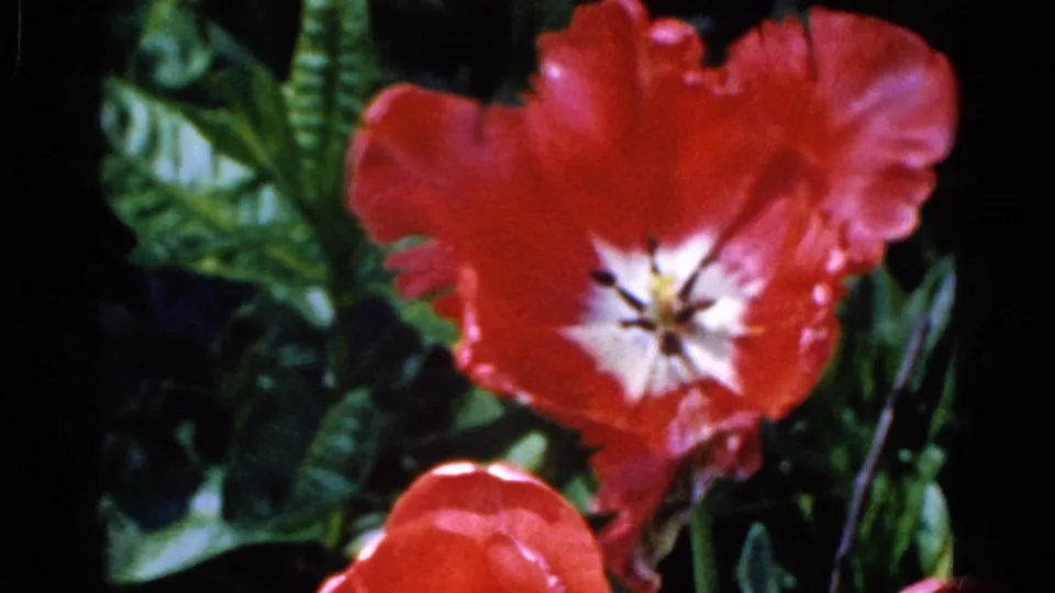 The red tulip remains in close view, with saturated petals, a pale center, and leafy garden background in the 1961 8mm footage.