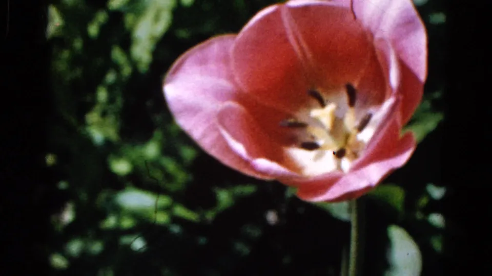 Close-up of a pink tulip with a pale yellow center and dark stamens, set against dark green foliage in the Wauconda garden footage.