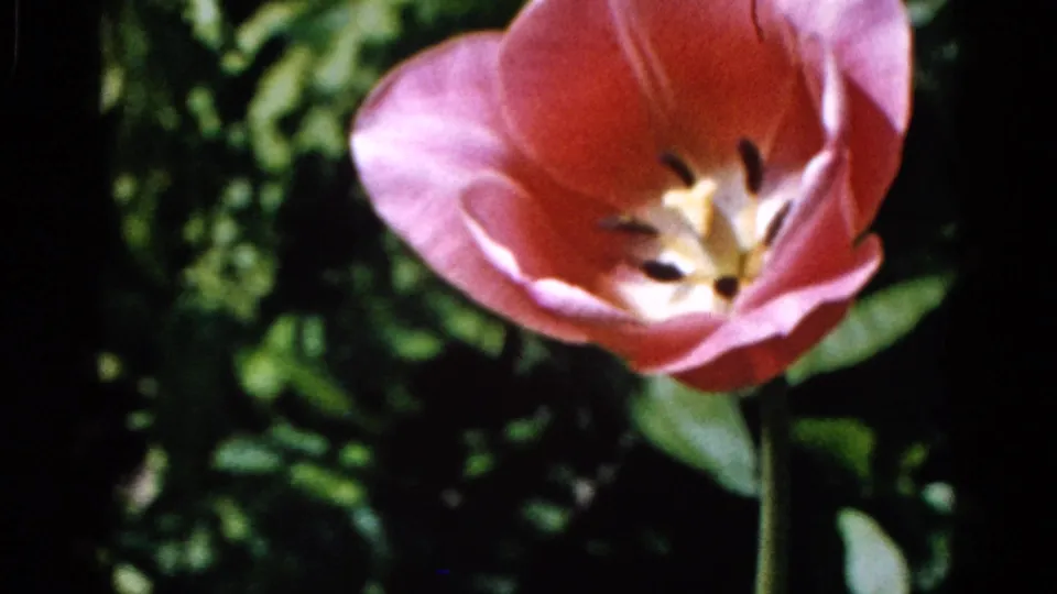 The pink tulip is framed from close range, with curved petals, visible stamens, and a green garden background in the 1961 8mm clip.