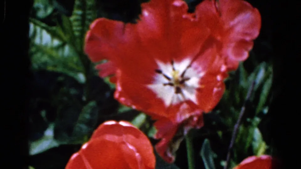 Close-up 8mm frame of a red tulip with a pale center and dark stamens, surrounded by green garden foliage.