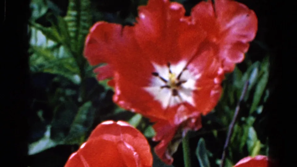 A saturated red tulip fills the frame near the end of the 1961 Wauconda garden clip, with leafy plants behind it.