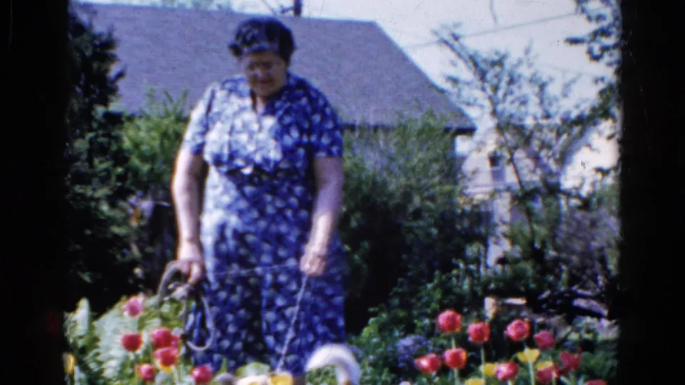 A woman walks among tulips in a Wauconda garden while a small white dog is visible near the lower edge of the frame.