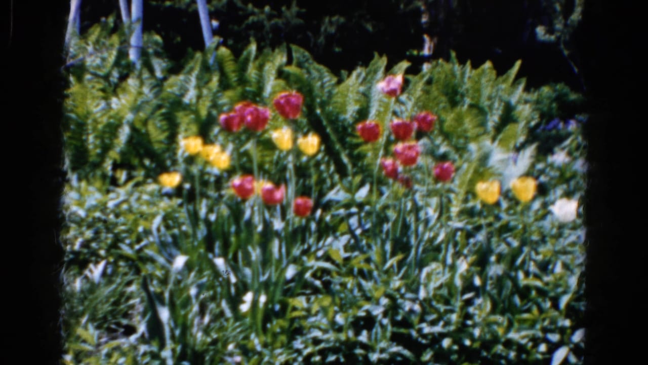 Red and yellow tulips grow among dense green ferns in a sunny garden.