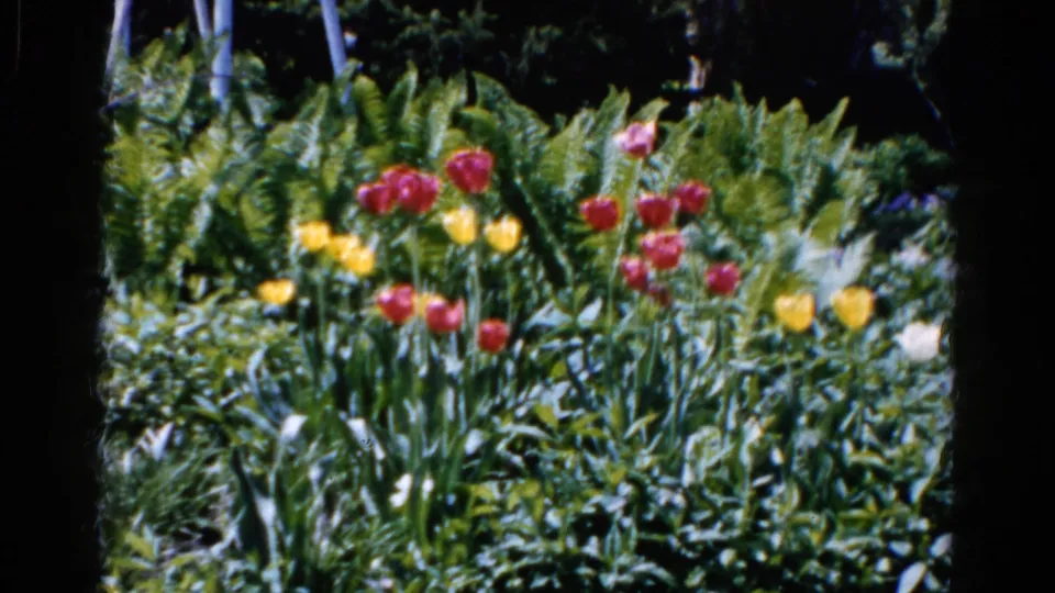 1961 Wauconda home-movie frame showing red and yellow tulips rising from a lush bed of ferns and garden greenery.