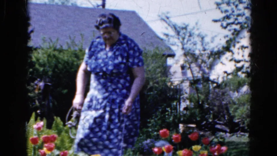In Wauconda, Illinois, a woman in a blue patterned dress tends tulips and shrubs in a backyard garden in 1961.