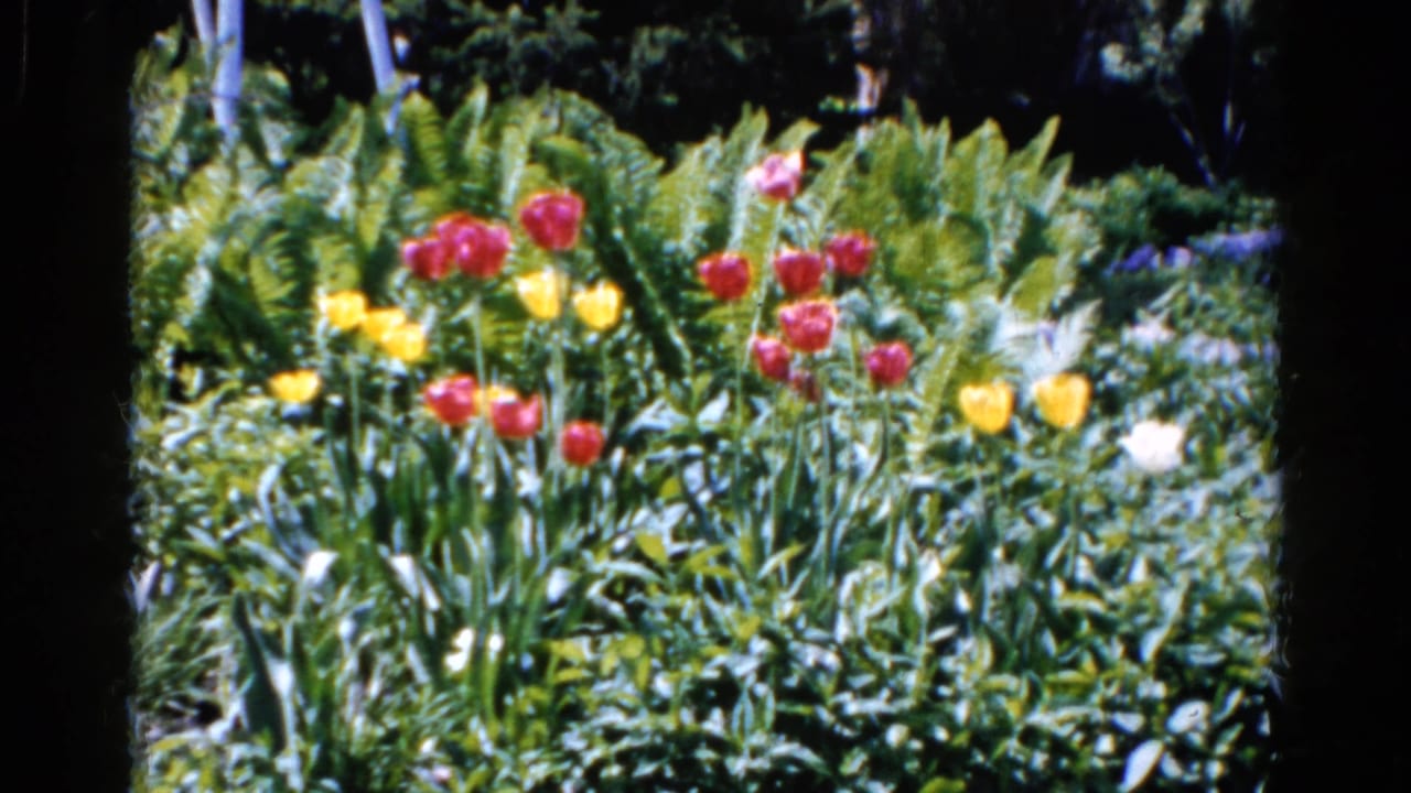 Red and yellow tulips growing among green foliage and ferns.