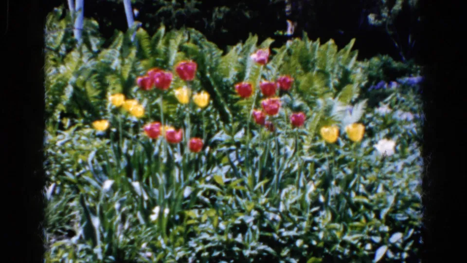 1961 Wauconda, Illinois garden view with red and yellow tulips, pale blooms, ferns, and dark foliage in the background.