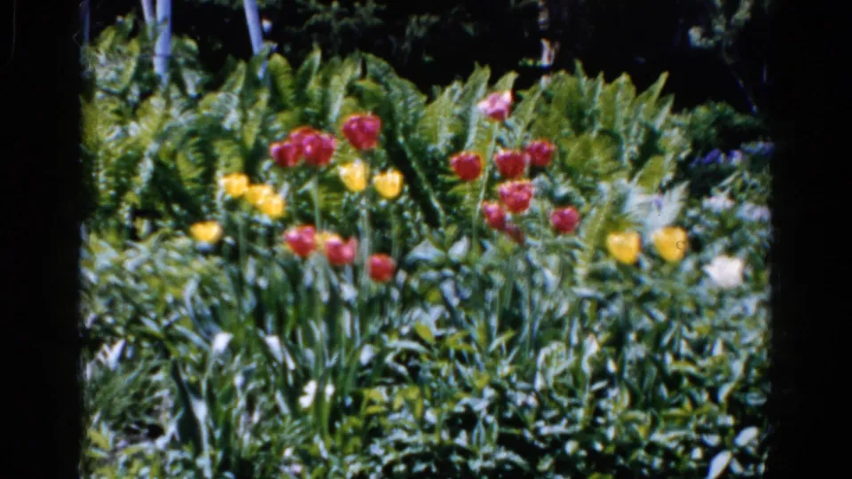 1961 Wauconda, Illinois 8mm frame with a cluster of red and yellow tulips rising from a thick garden bed.
