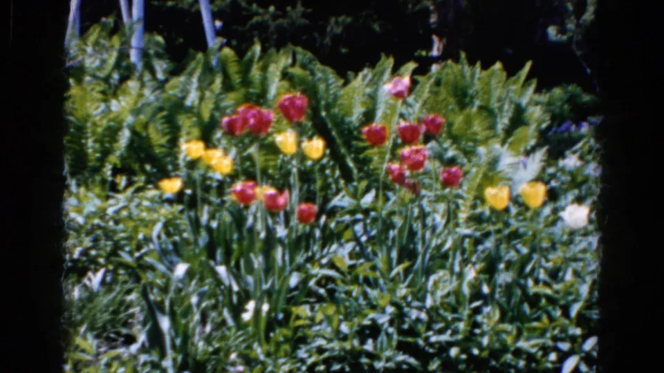 1961 Wauconda, Illinois garden frame showing red tulips, yellow blooms, ferns, and layered green planting in 8mm color.