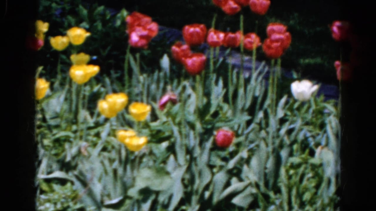 1961 Wauconda, Illinois 8mm frame showing red, yellow, and white tulips among dense green leaves in sunlight.