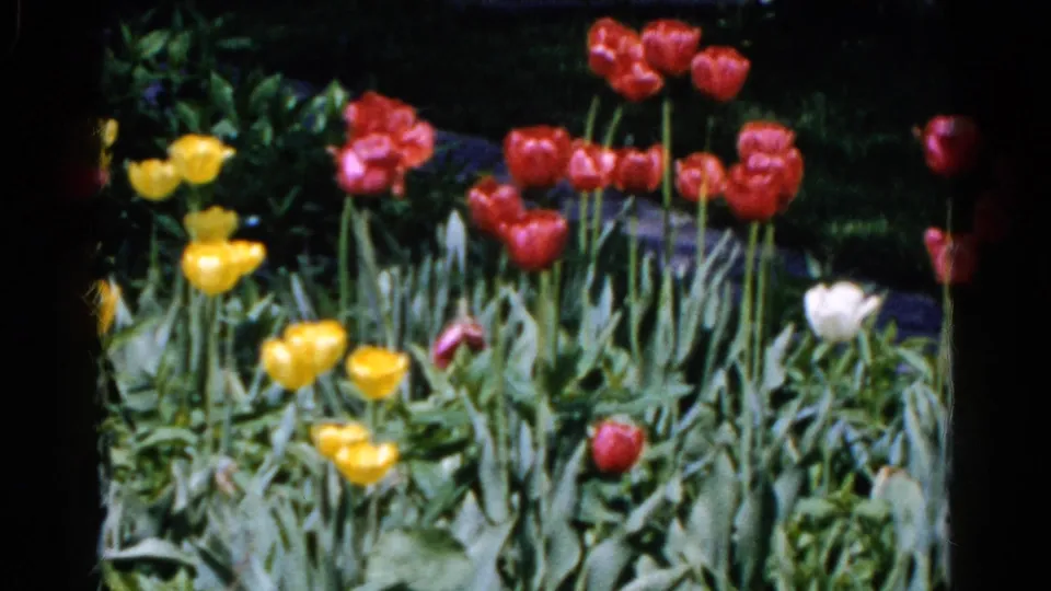 Supported 1961 home-movie frame from Wauconda showing colorful tulips against leafy garden growth.