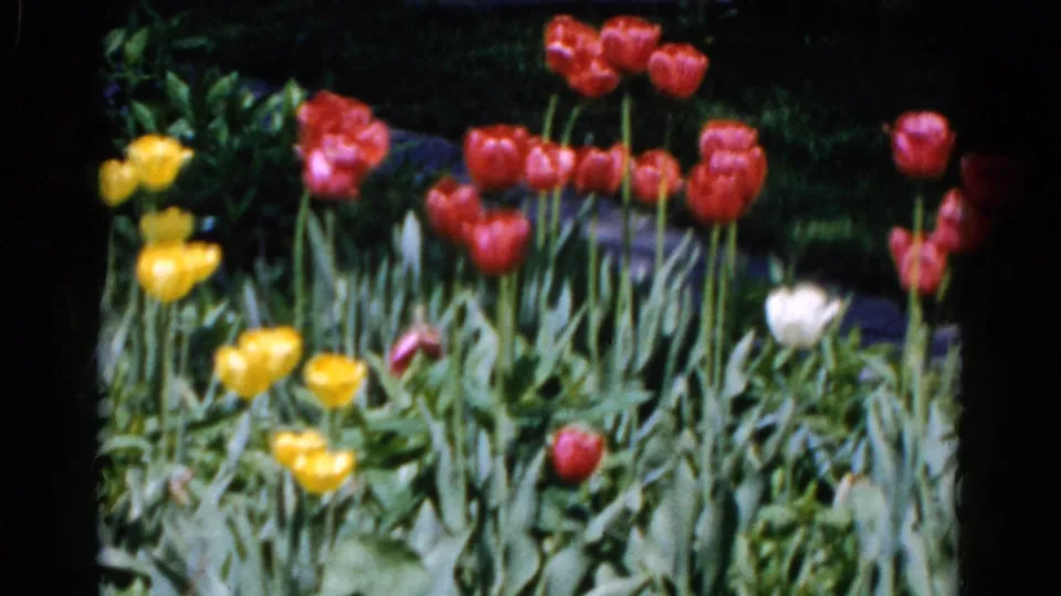 1961 Wauconda home-movie frame with red and yellow tulips, a white tulip, and green leaves filling the garden view.