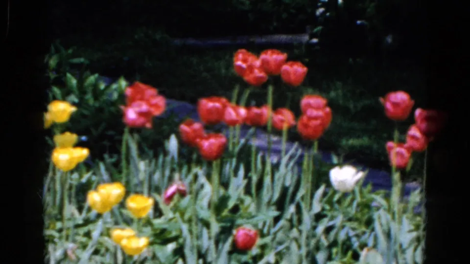 End frame from the 1961 Wauconda 8mm clip showing tulips and leafy growth with the flowers appearing gently windblown.