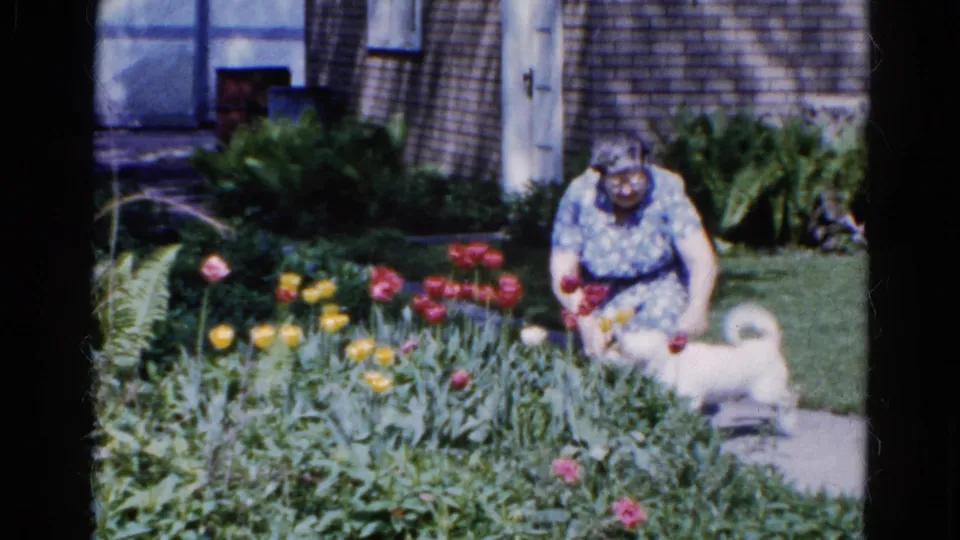 The woman bends toward the small white dog beside red and yellow tulips in the Wauconda backyard scene.