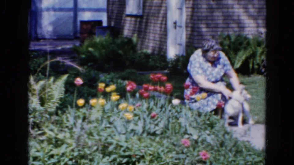A woman in a floral dress appears to steady or pet a small white dog beside the tulip bed in 1961 Wauconda footage.