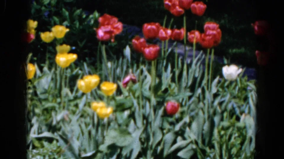 The final frame shifts to a close view of blooming tulips and dense green leaves in the 1961 Wauconda garden.