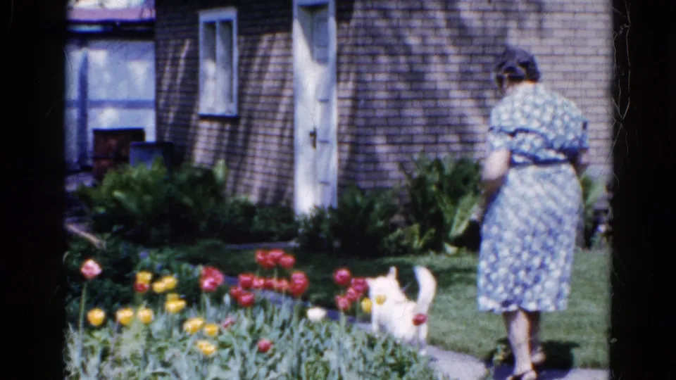 In Wauconda, Illinois, 1961, a woman stands beside a tulip bed while a small white dog moves near the garden path.