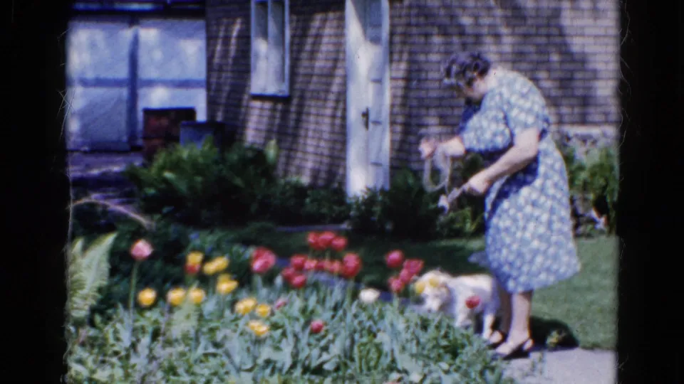 In the 1961 Wauconda garden scene, the woman bends toward the small white dog beside blooming tulips and a house exterior.
