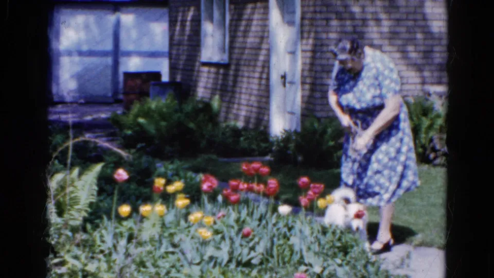 The woman leans over the small white dog in a Wauconda front garden, with tulips, shrubs, windows, and shingled siding behind them.