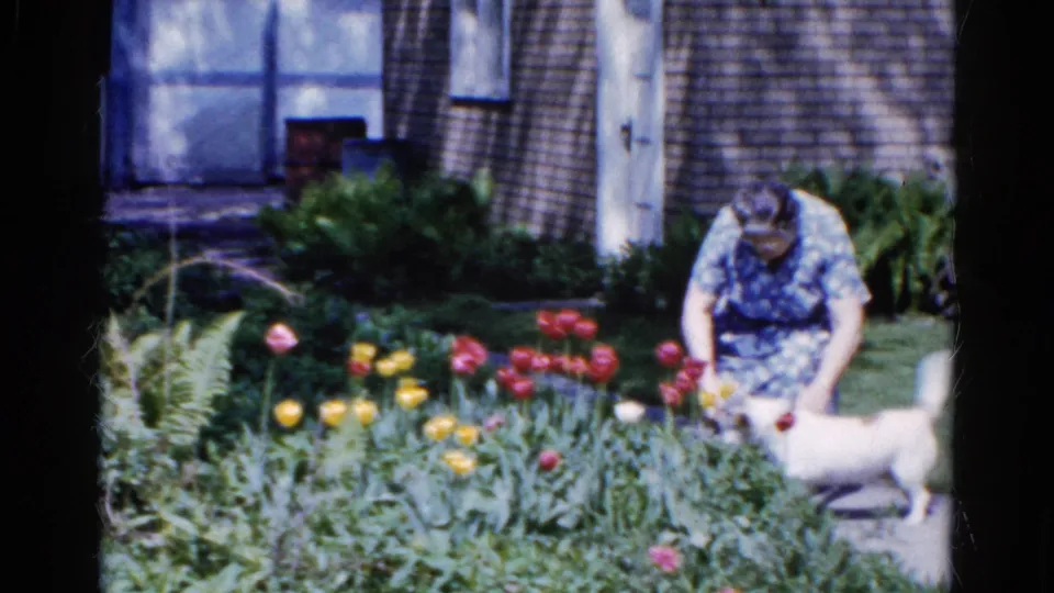 At the end of the Wauconda 1961 garden clip, the woman bends near the dog beside bright tulips and the house exterior.