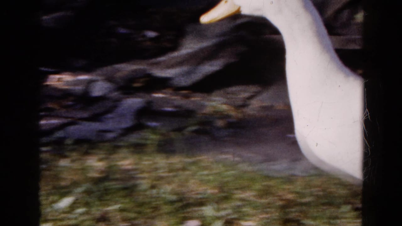 White duck in motion across a Wauconda, Illinois yard in 1961, seen on soft 8mm footage with grass and dark tree trunks behind it.