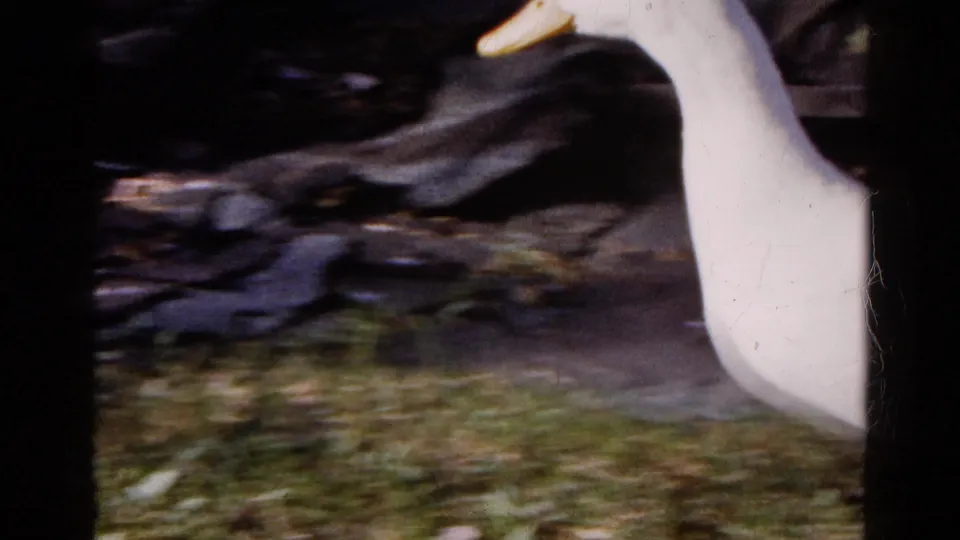 White duck in motion across a Wauconda, Illinois yard in 1961, seen on soft 8mm footage with grass and dark tree trunks behind it.