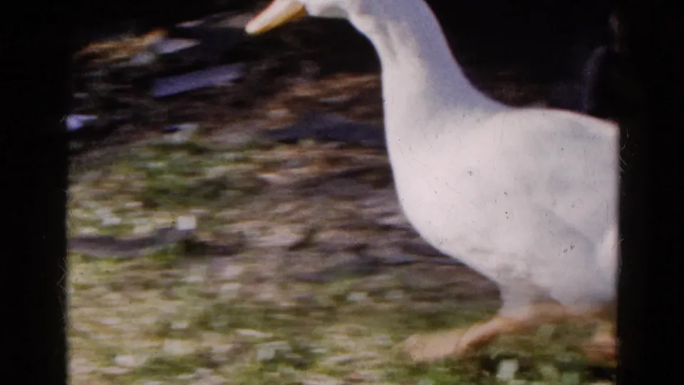 White duck walking through the yard in the 1961 Wauconda home-movie footage, with grass and shadowed background details behind it.