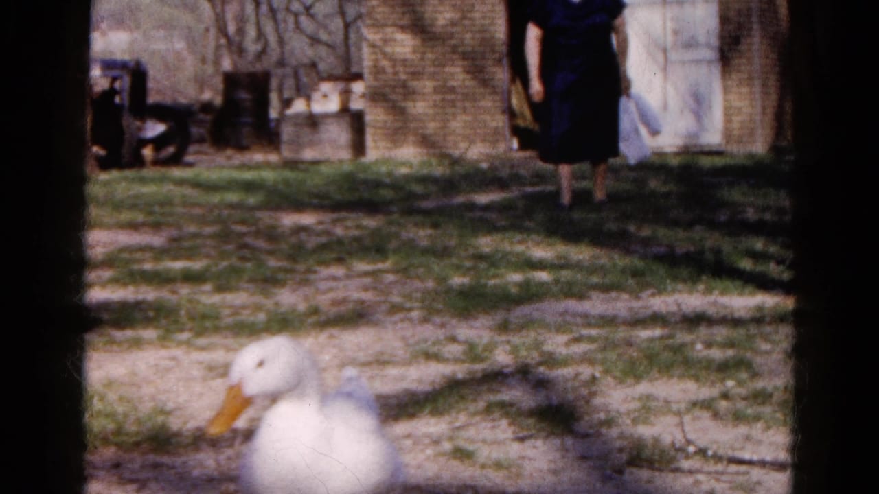 White duck in a backyard with a woman standing near a brick building.