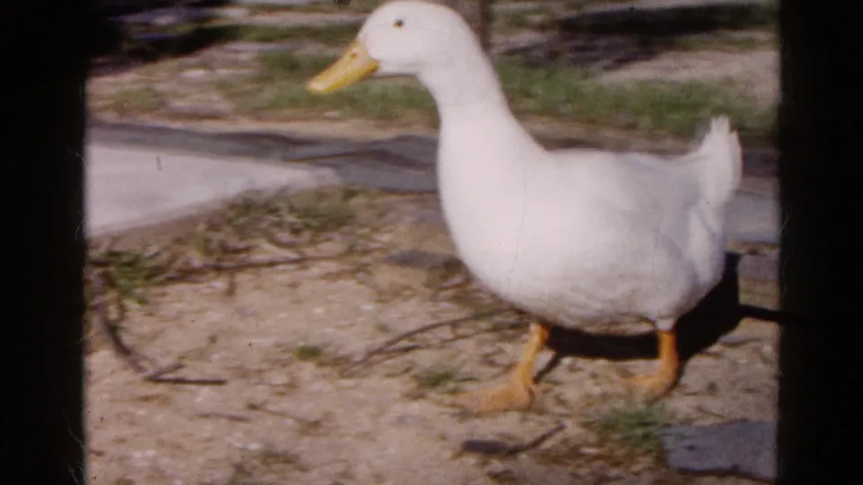 White duck with yellow beak and orange feet walks through a sunny backyard area in the 1961 Wauconda home movie.
