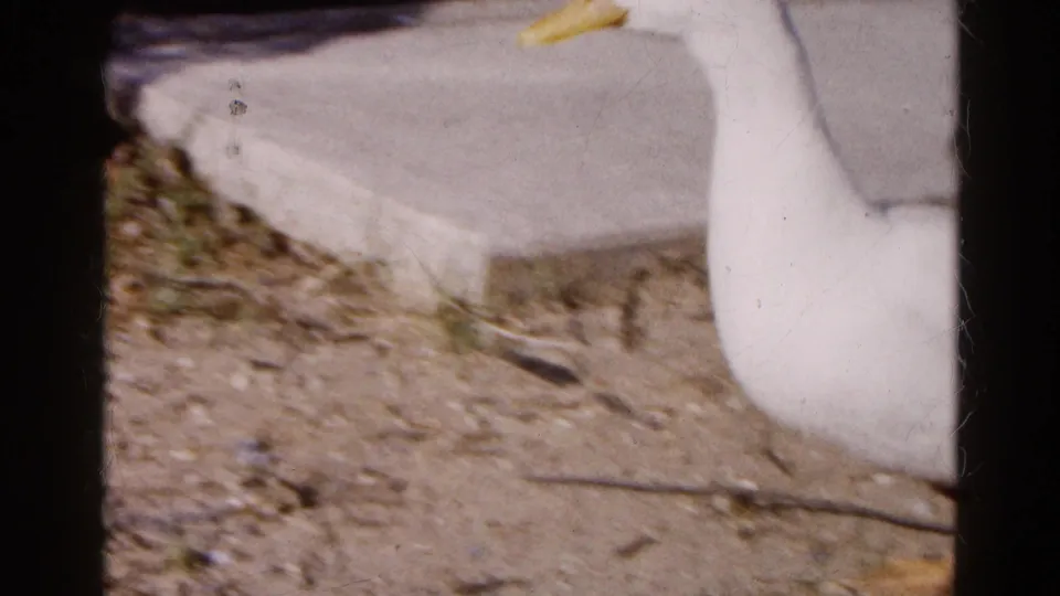 Close, soft 8mm view of the white duck beside a concrete slab in the Wauconda backyard footage.
