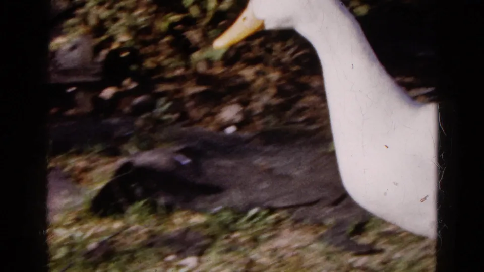 White duck stands at the edge of the frame near darker birds in a shaded backyard area of the 1961 home movie.