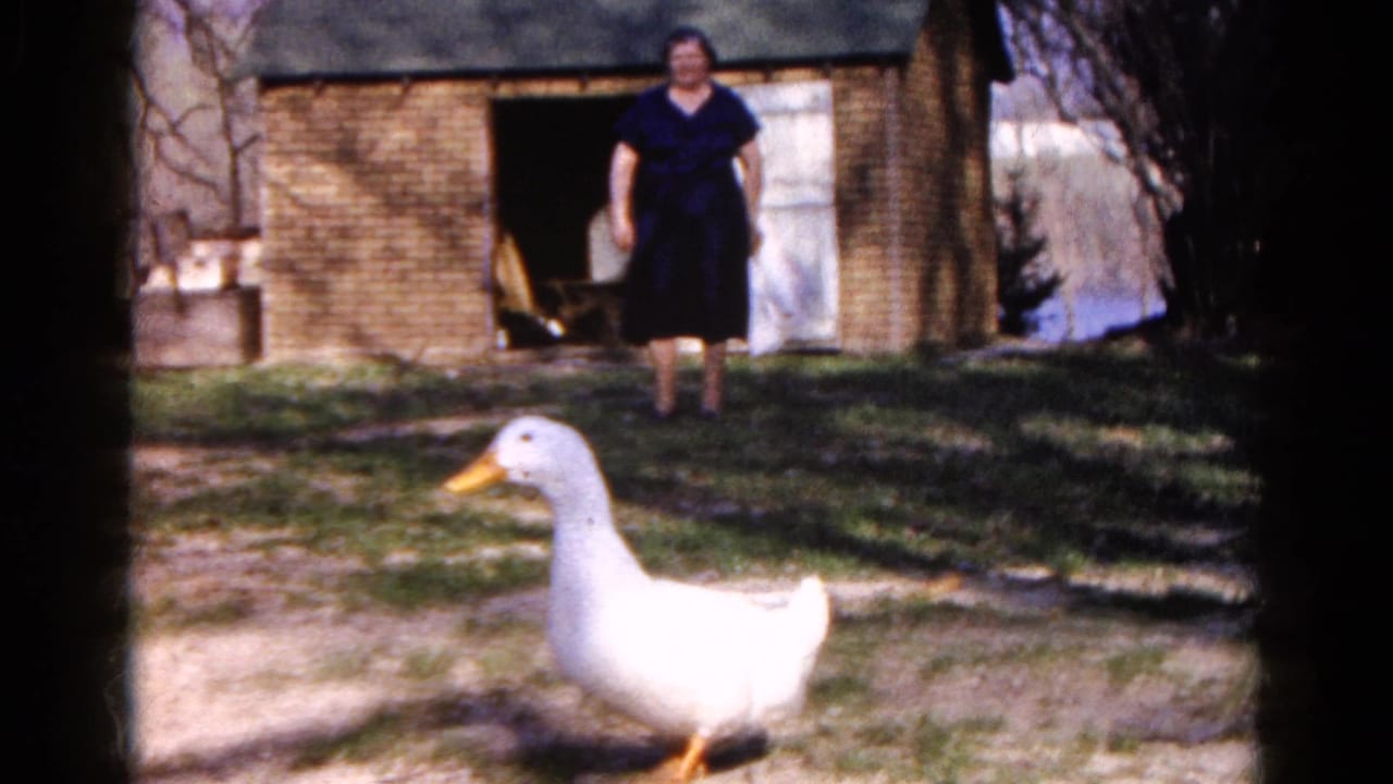 White duck walking across a sunlit yard while a woman stands near a brick outbuilding.