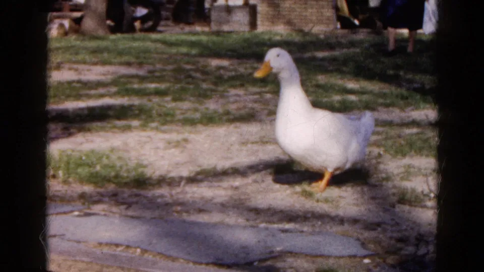 A white duck walks in profile across the patchy yard in the Wauconda, Illinois home-movie scene, with paving stones and grass behind it.