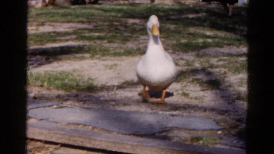 The white duck faces the camera while standing on the sunlit Wauconda yard, with paving stones and patchy grass visible around it.