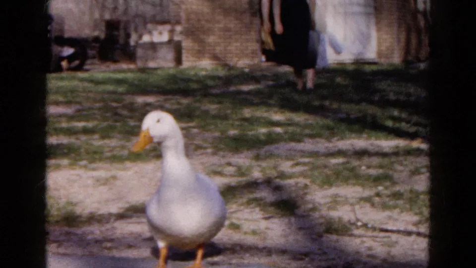 A white duck moves through the foreground of the 1961 Wauconda yard scene while a woman stands partly visible near the brick outbuilding.