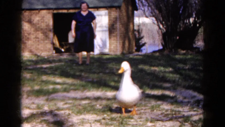 1961 Wauconda, Illinois frame showing a white duck closer to camera, with a woman in a dark dress near a brick shed in back.