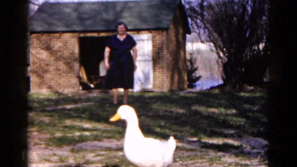 1961 Wauconda, Illinois 8mm frame of a white duck in profile crossing the yard before a woman and brick outbuilding.