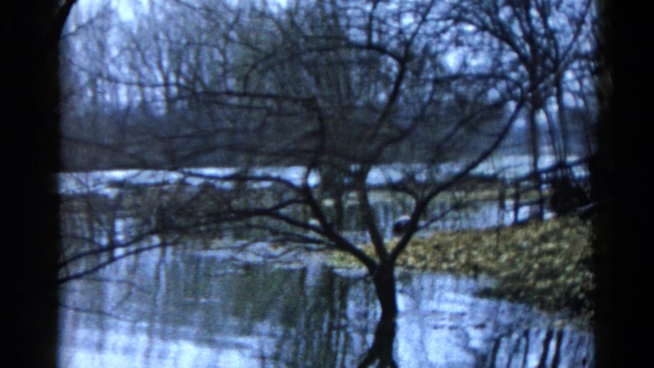 Bare trees beside a flooded pond with reflections and leaf-covered banks.