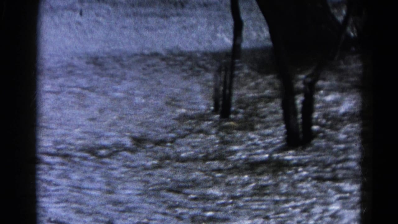 1961 Wauconda, Illinois 8mm frame showing rippled floodwater surrounding bare tree trunks.