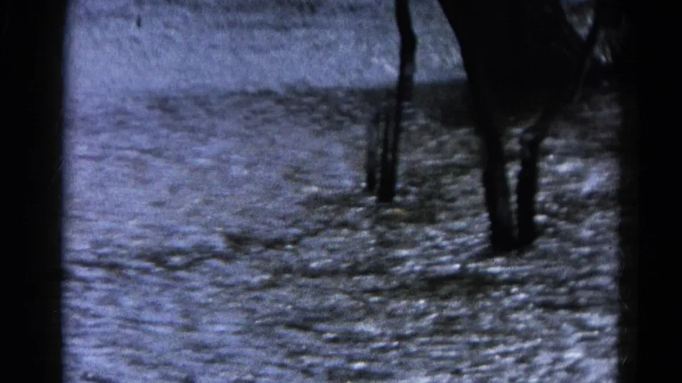 1961 Wauconda, Illinois 8mm frame showing rippled floodwater surrounding bare tree trunks.