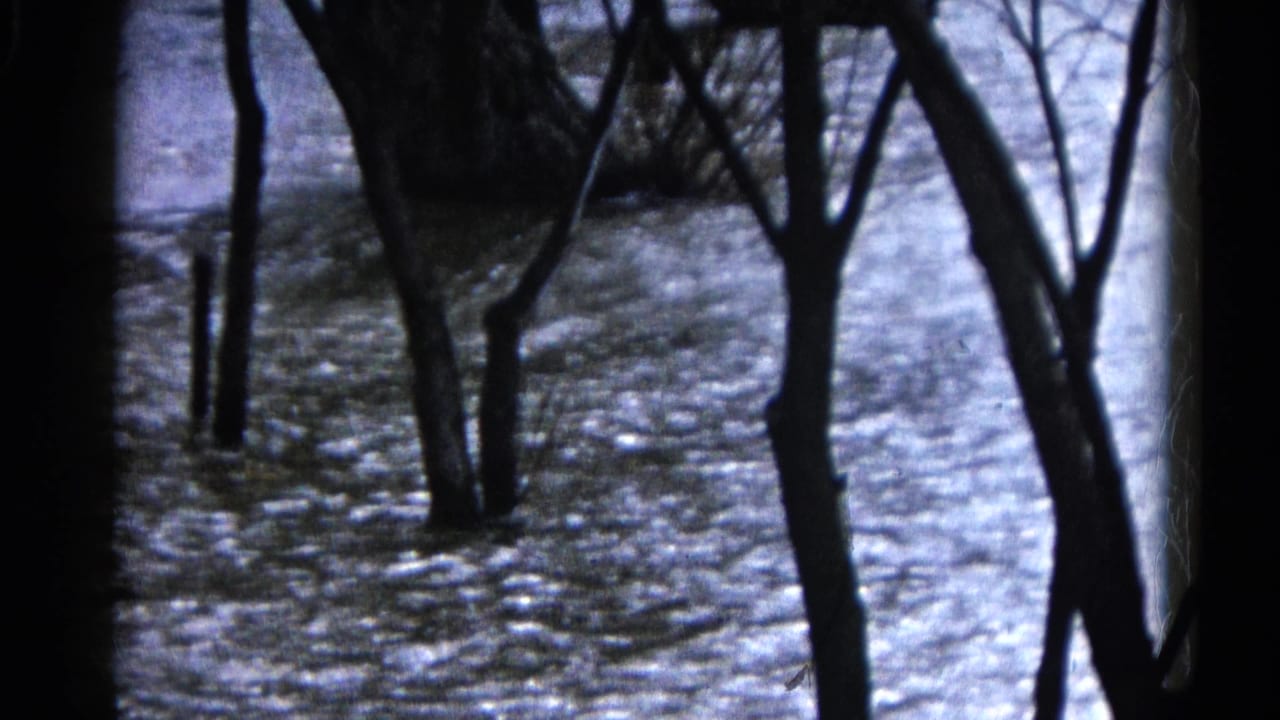Blue-tinted 8mm view of floodwater running through bare trees in Wauconda, Illinois.