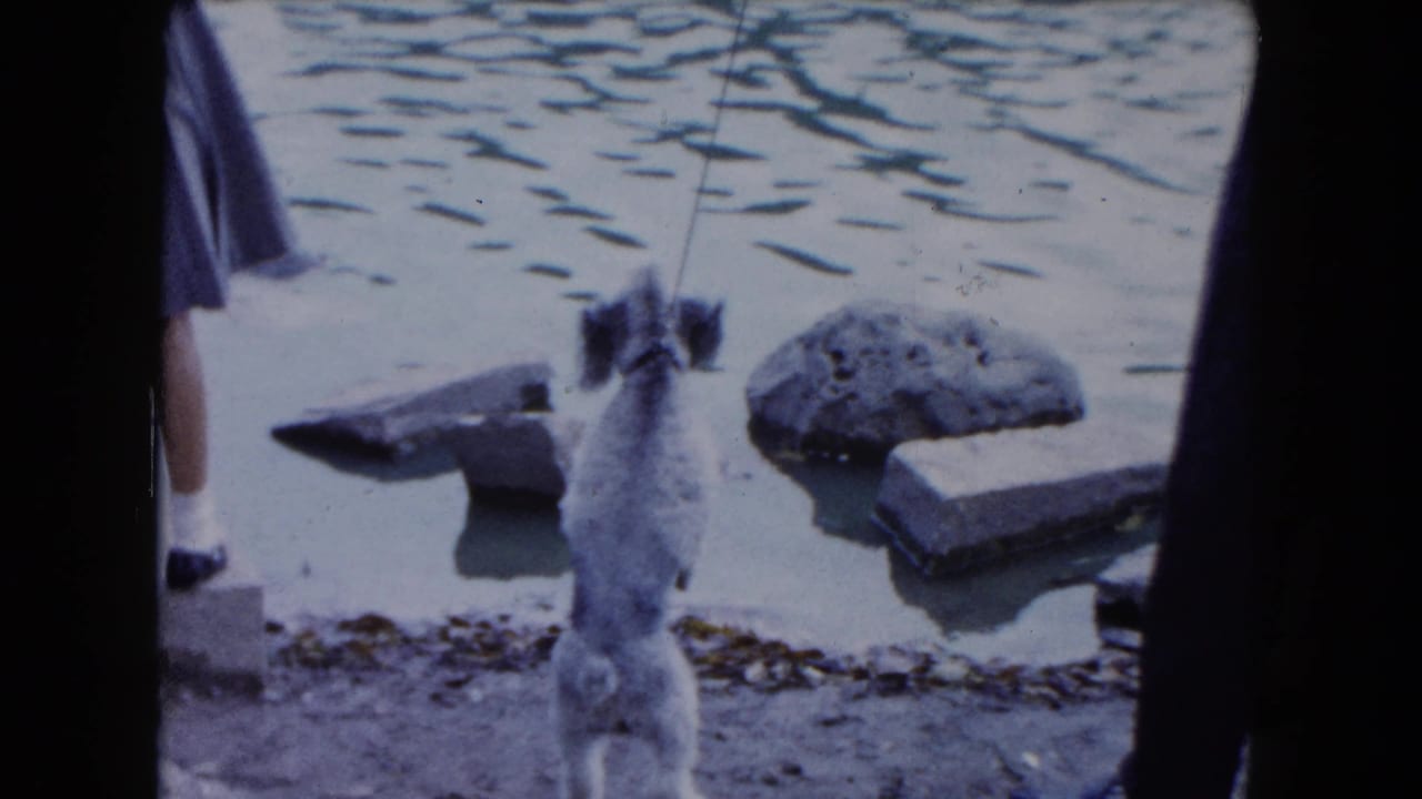 Small dog on a leash stands at the edge of a pond looking toward the water.