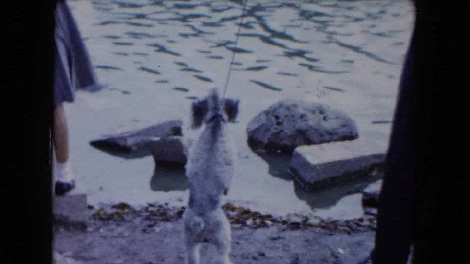 A small leashed dog stands upright near pond water and shoreline stones in the 1961 South Carolina park footage.