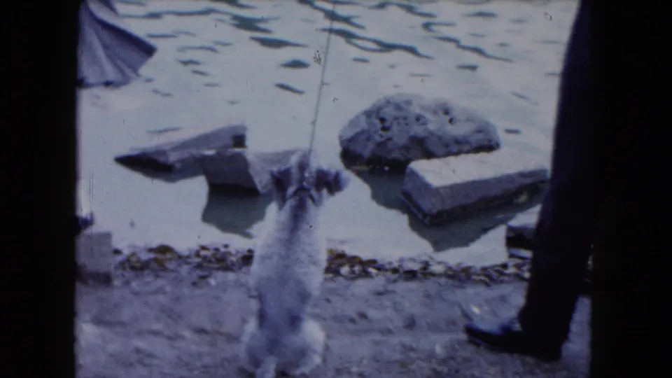 The small dog remains at the pond edge, viewed from behind as adults stand nearby in the 1961 home-movie scene.