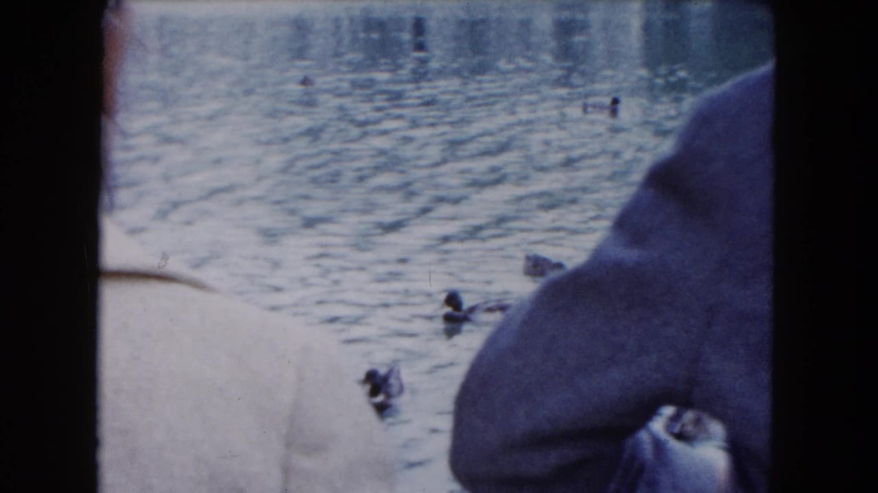 Ducks swim on a pond as two people are partly visible at the edge of frame.