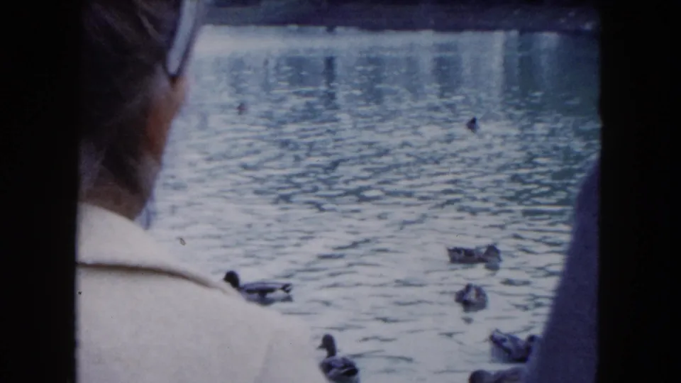 Several ducks cross rippling pond water while two adults remain cropped in the foreground of the 1961 South Carolina scene.