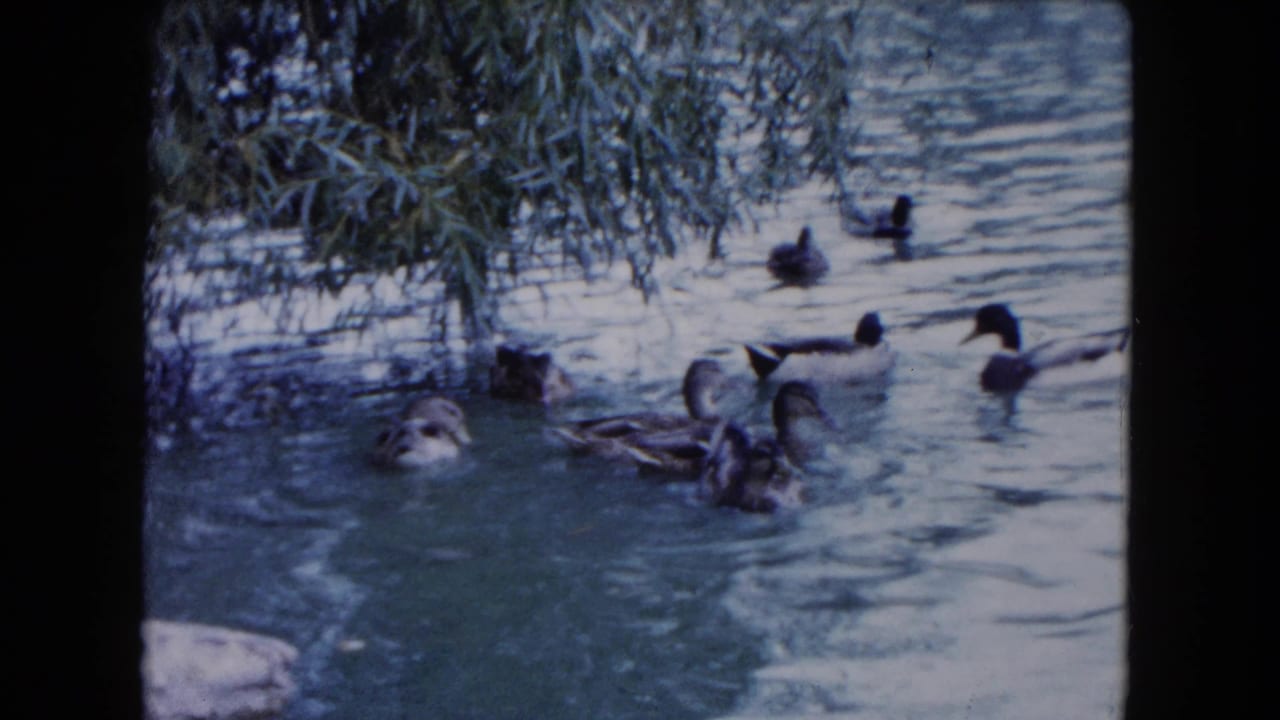 Ducks swim on rippled pond water beneath overhanging branches.