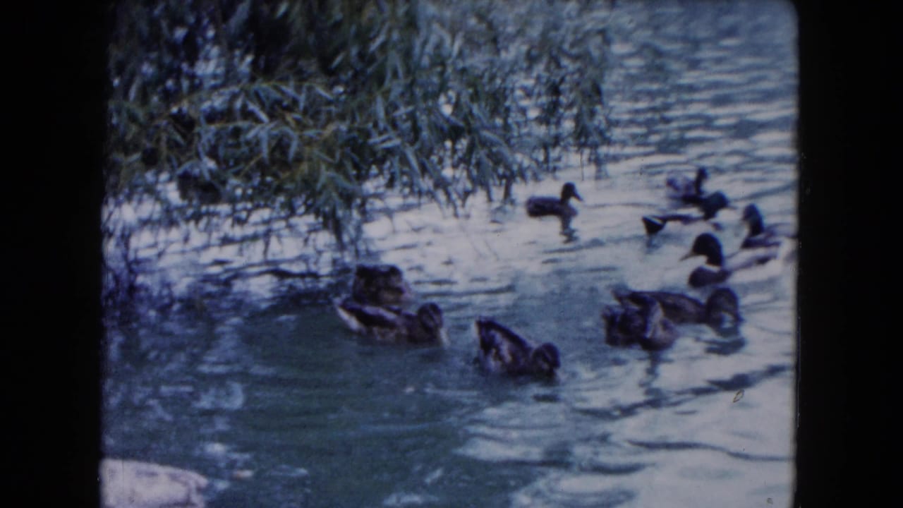 Several ducks paddle across a pond beside hanging branches.